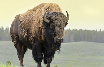 Bisonte