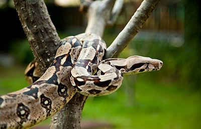 Boa