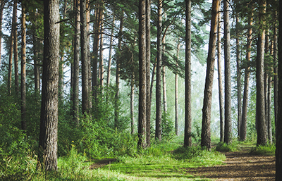 Bosque