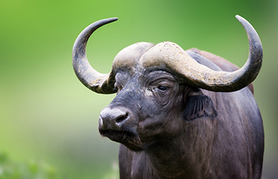 Búfalo