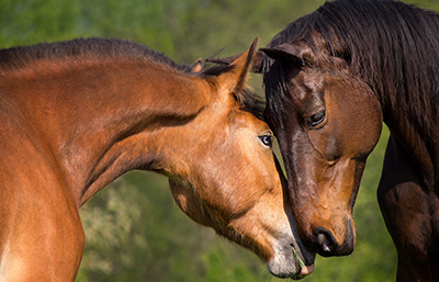 Caballo