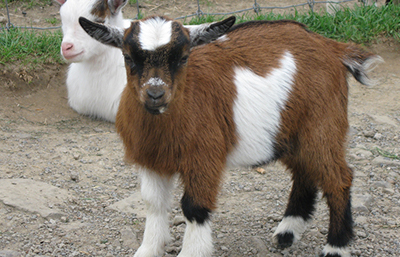 Cabrito