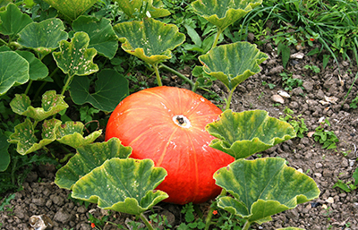 Calabacera