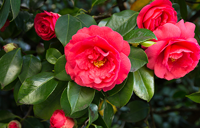 Camelia