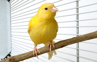 Canario