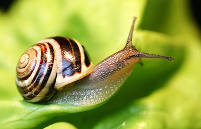 Caracol