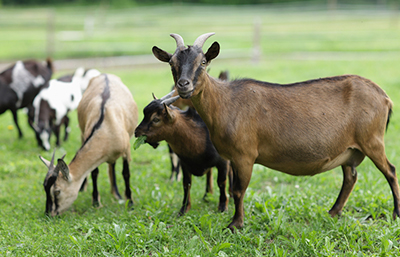 Chivo