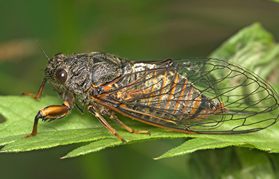 Cigarra