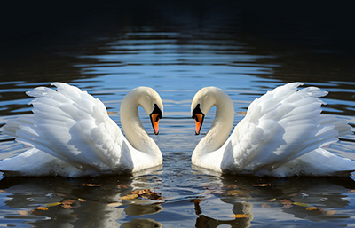 Cisne