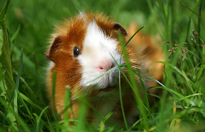 Cobaya