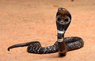 Cobra