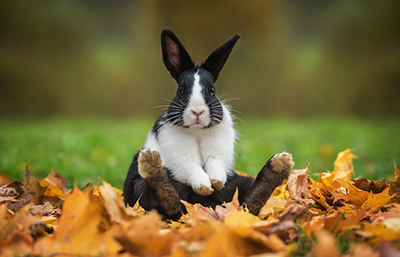 Conejo