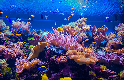 Coral