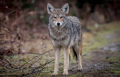 Coyote