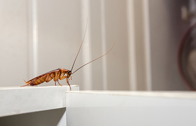 Cucaracha