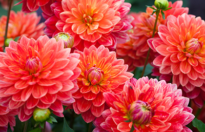 Dalia