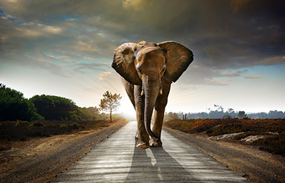 Elefante