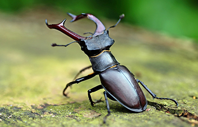 Escarabajo