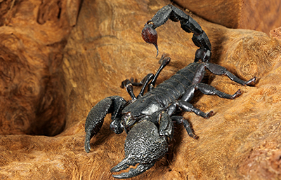 Escorpio