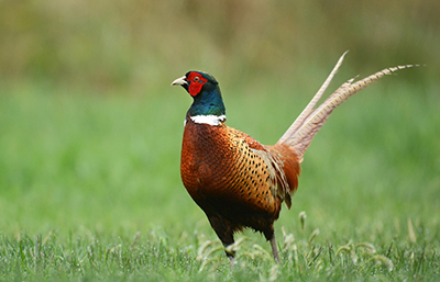 Faisán