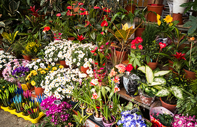Floristería