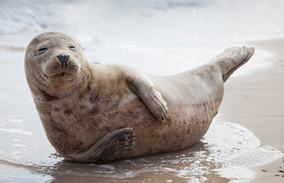 Foca