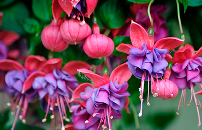 Fucsia