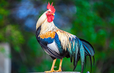 Gallo