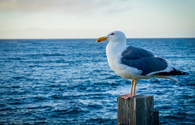Gaviota