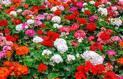 Geranio