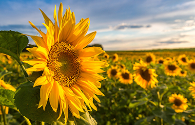 Girasol