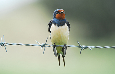 Golondrina