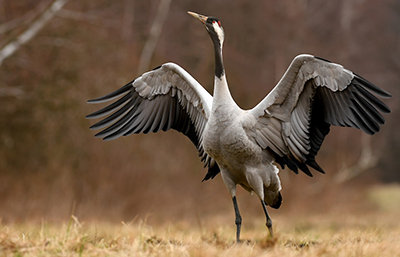Grulla