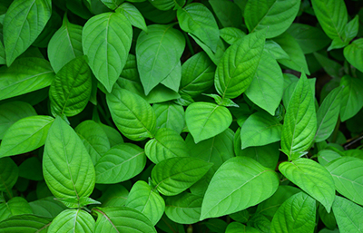 Hoja