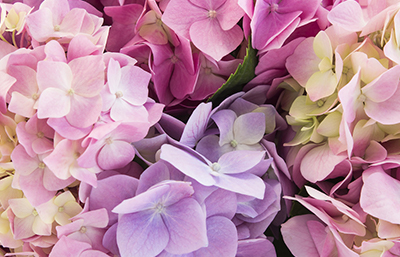 Hortensia