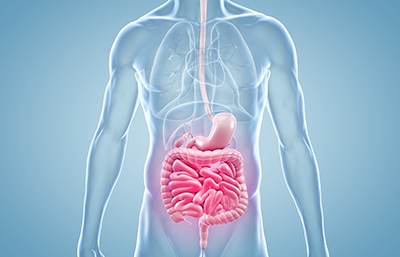 Intestino