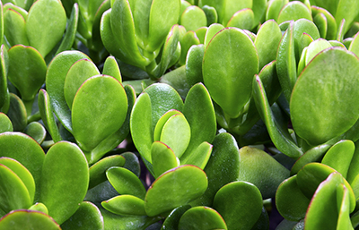 Jade