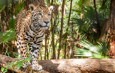 Jaguar