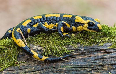 Lagarto