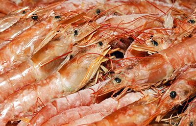 Langostino
