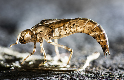 Larva