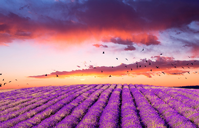 Lavanda