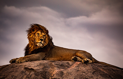 León