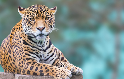Leopardo