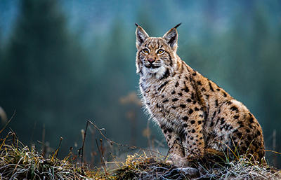 Lince