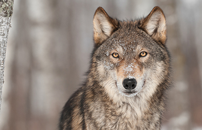 Lobo