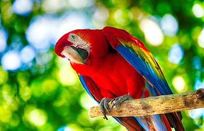 Loro