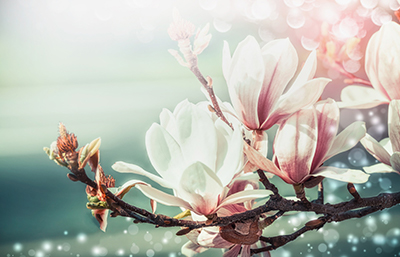 Magnolia