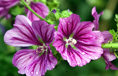 Malva