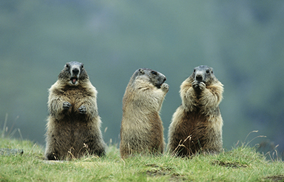Marmota